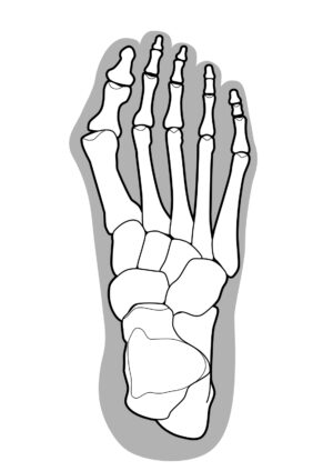 足の骨の図